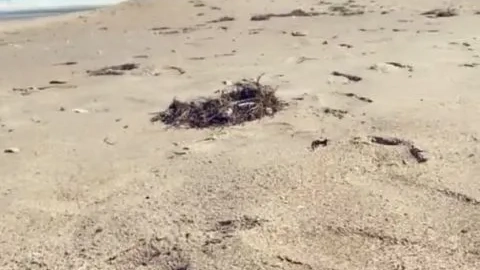 Crystal Lust Big Ass Fucks a Corona Bottle at the Beach itscoronatime